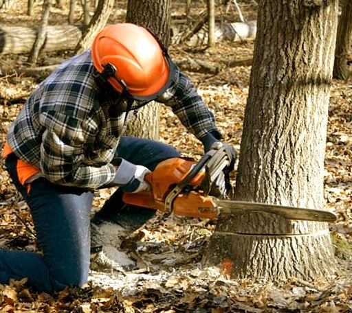 Tree Removal in Alto, MI